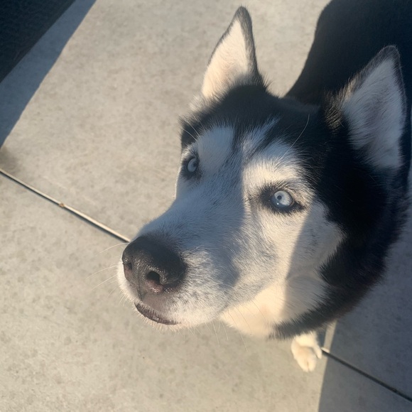 Meet your Posher, Jasmine - Picture 1 of 1